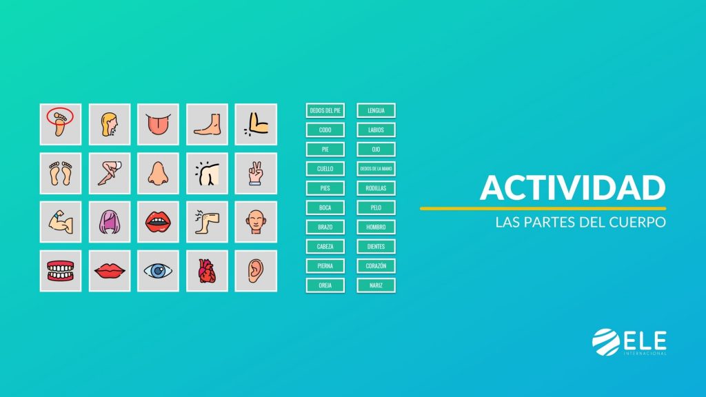 Juego para repasar el léxico sobre las partes del cuerpo humano en español