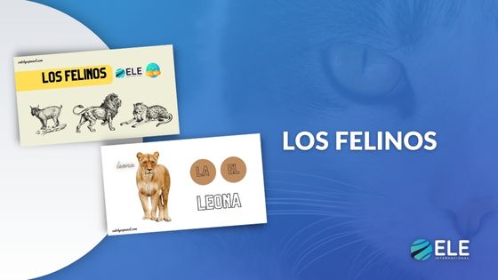 Los felinos